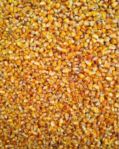 Кукурудза фураж
